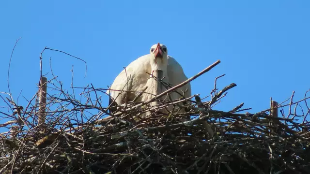 Ausschnitt aus dem Original-Foto. | Foto: M. A.