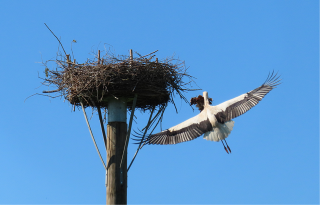 Ausschnitt aus dem Original-Foto. | Foto: M. A.