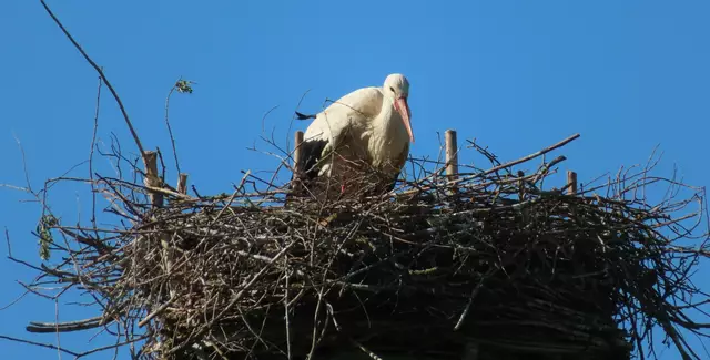 Ausschnitt aus dem Original-Foto. | Foto: M. A.