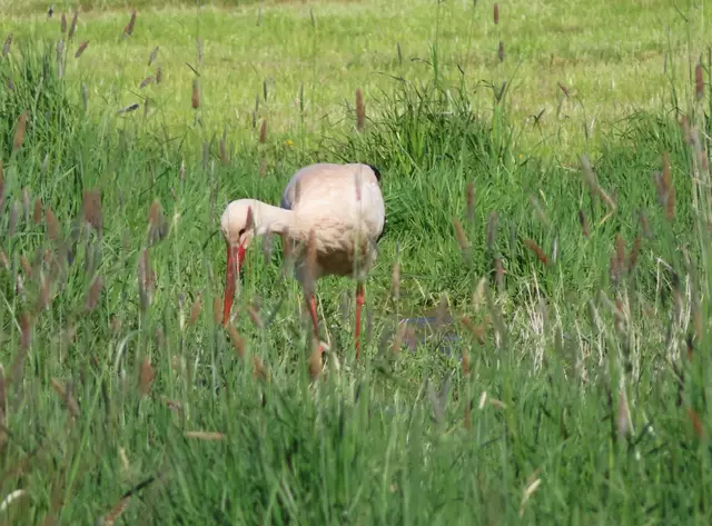 Ausschnitt aus dem Original-Foto. | Foto: M. A.