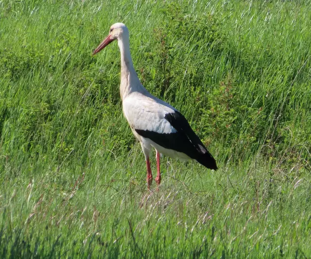 Ausschnitt aus dem Original-Foto. | Foto: M. A.