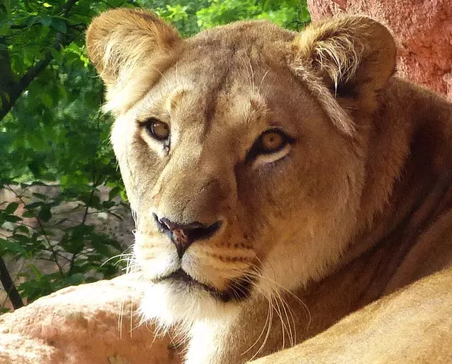Im Erlebniszoo Hannover hat es 2023 mit Nachwuchs geklappt. Drillinge wurden geboren, die an andere Zoos weitergegeben werden konnten. | Foto: Christel Wolter