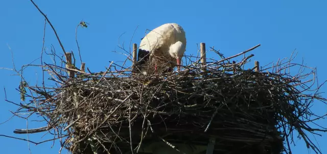 Ausschnitt aus dem Original-Foto. | Foto: M. A.