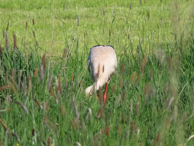 Ausschnitt aus dem Original-Foto. | Foto: M. A.