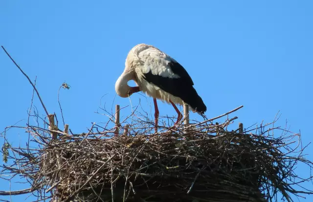 Ausschnitt aus dem Original-Foto. | Foto: M. A.