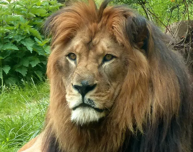 Der Berberlöwe macht als "König der Tiere" seinem Namen alle Ehre. | Foto: Christel Wolter