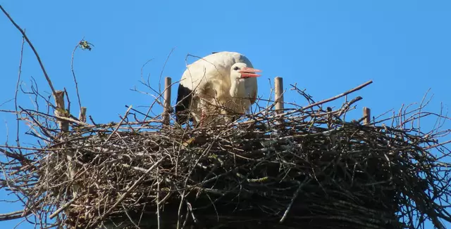 Ausschnitt aus dem Original-Foto. | Foto: M. A.