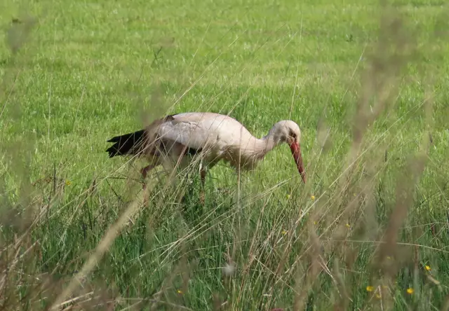 Ausschnitt aus dem Original-Foto. | Foto: M. A.