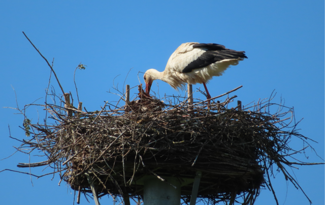 Ausschnitt aus dem Original-Foto. | Foto: M. A.