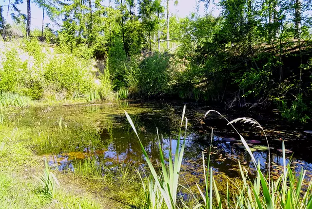 Teichstelle am "Stecklenberger Wurmtal"