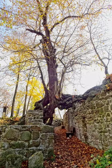 der Hexenbaum auf der Lauenburg