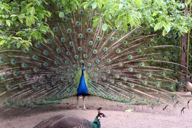 indischer Königsvogel