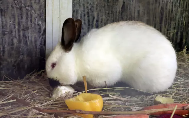 Hauskaninchen