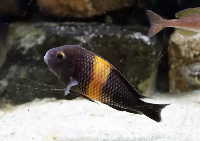 Moore-Brabantbuntbarsch
schwimmen nur im Tangajikasee herum, 
endemisch