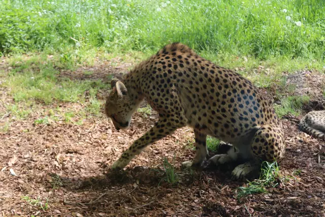 Geopardenweibchen
sind in der freien Wildbahn stark gefährdet 

letztes sah ich eine scheckliche Doku - um ein Weibchen fuhren 17 Jeeps mit Touristen, die für eine "Fotosafarie" bezahlten.
Dem Weibchen störte dies wohl nicht und schleppte ihre Beute zu einem nahe gelegenen Baum, die 2 kleinen verschwanden aus Angst unter einem Kühler, was weiter gesah .. ?
