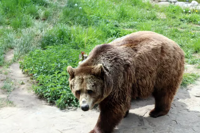 der Bär teilt sich ein Gehege mit zwei Wölfen