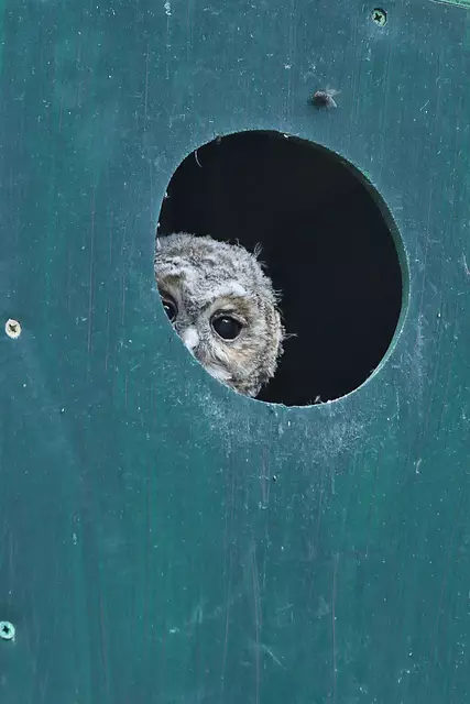 Foto: Copyright Andreas Schäfer