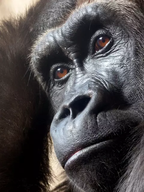 Auch Gorillas wollen mal Spaß haben. Aber muss es auf diese Art sein? | Foto: Christel Wolter