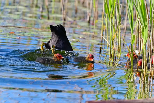 Mama taucht gerade ab.