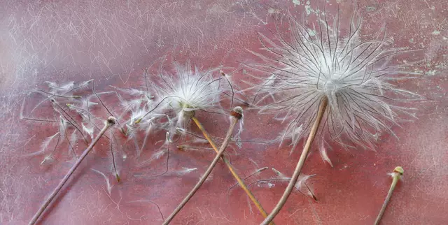 Der Name "Pulsatilla" kommt vom lat. Wort "pulsare" = schlagen oder läuten, abgeleitet von der Glockenform der Blüten. Der Name "Küchenschelle" ist lediglich eine Verniedlichungsform der Kuh, also "Kühchen".
