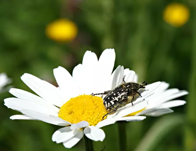 Ein schwarzweißer Trauerrosenkäfer ...