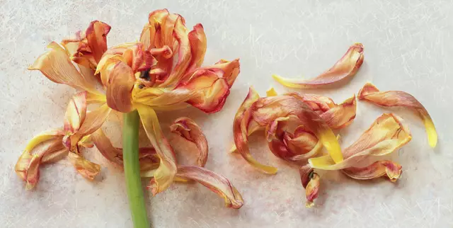 Tulpe, verfallend