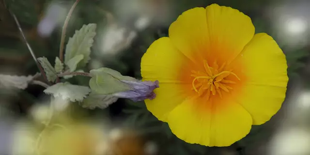 Palaua trisepala, eine Malvenart und Eschscholzia californica
