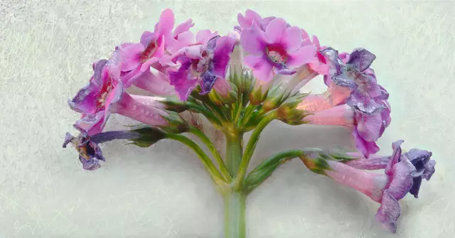 Übrigens: die zeitige Blüte assoziiert die Rosen-Primel mit der Jugend und der heilenden Kraft des Frühlings. 