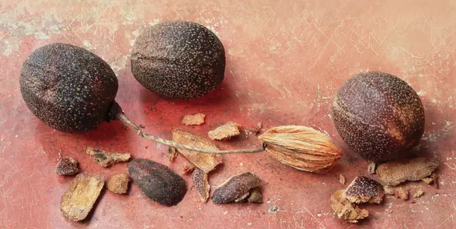 Übrigens: Die Samen benötigen meist 2 Jahre bis zur Keimung und mit den ersten "Taschentüchern" ist erst nach 12 bis 15 Jahren zu rechnen.