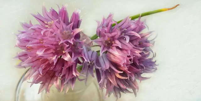 Übrigens: Im Vergleich zu den kräftigen Halmen sind die Blüten im Geschmack deutlich milder.