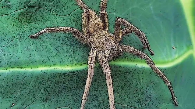 Nicole - 1 Punkt - Brasilianische Wanderspinne