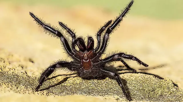 Nicole - 1 Punkt - Trichternetzspinne