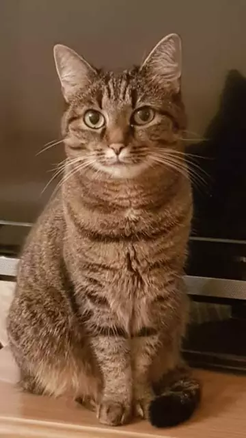 Katze Micky gehört seit 11 Jahren zum Haushalt der Familie Beese. | Foto: Verena Beese