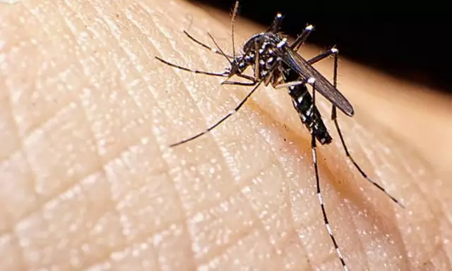 Iris - 1 Punkt - Aedes 