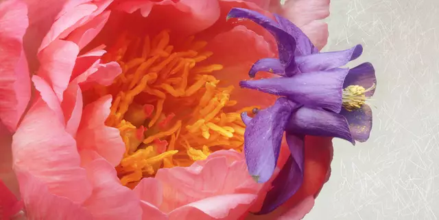 Akelei (Aquilegia) auf Pfingstrose (Paeonia) 