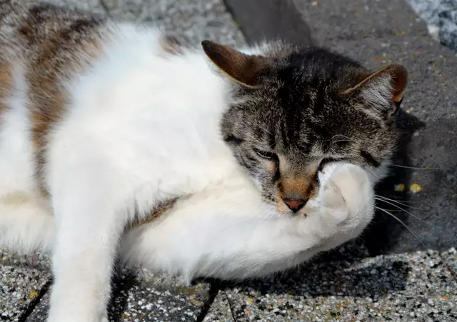 Wann hatte ich das letzte leckere, vegetarische Dosenfutter? 
