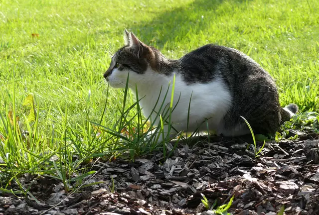 Ich hör was... die Nachbarin schreit um Hilfe... sie hat Mäuse im Keller! Das ist ja dann wohl ein Notfall!!!