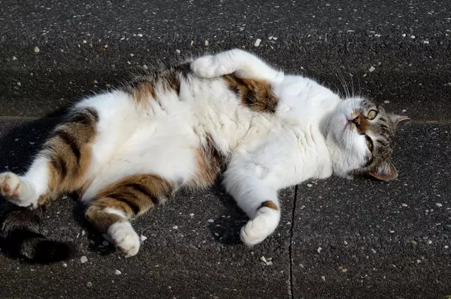 Ich denke heute nur an leckeres Dosenfutter. 