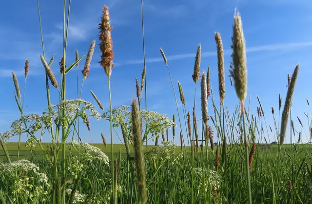 Ausschnitt aus dem Original-Foto. | Foto: M. A.