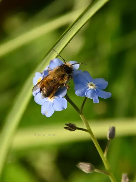 Garten im Jahreslauf (Foto: Katja Woidtke)

Mähfreier Mai und Wildbienenglück | Foto: Katja Woidtke