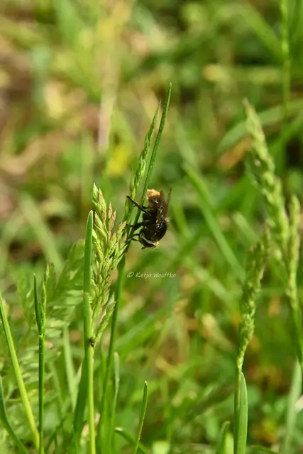 Garten im Jahreslauf (Foto: Katja Woidtke)

Mähfreier Mai und Wildbienenglück | Foto: Katja Woidtke