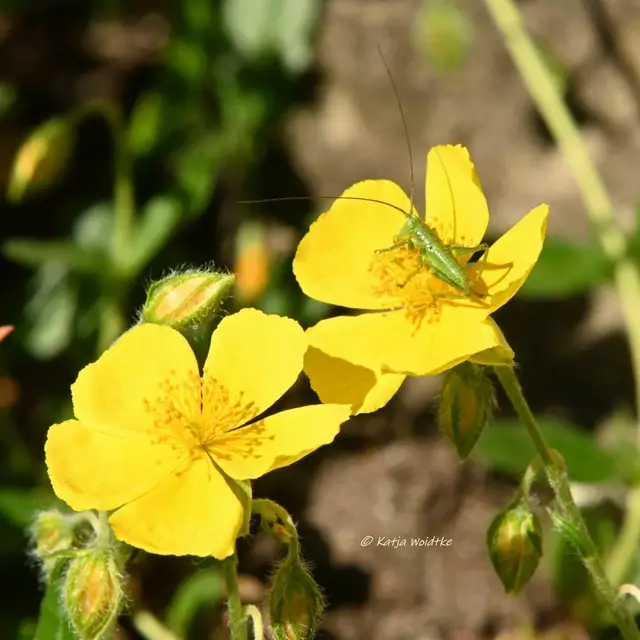 Garten im Jahreslauf (Foto: Katja Woidtke)

Mähfreier Mai und Wildbienenglück - Zartschrecke | Foto: Katja Woidtke