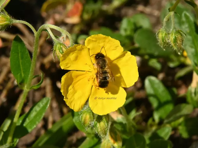 Garten im Jahreslauf (Foto: Katja Woidtke)

Mähfreier Mai und Wildbienenglück | Foto: Katja Woidtke
