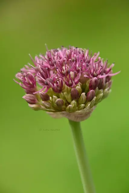 Garten im Jahreslauf (Foto: Katja Woidtke)

Mähfreier Mai und Wildbienenglück - Zierlauch | Foto: Katja Woidtke
