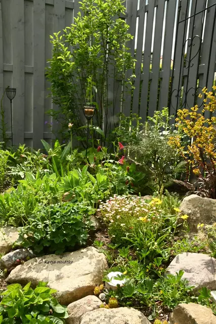 Garten im Jahreslauf (Foto: Katja Woidtke)

Mähfreier Mai und Wildbienenglück - unser neues Sonnenbeet | Foto: Katja Woidtke