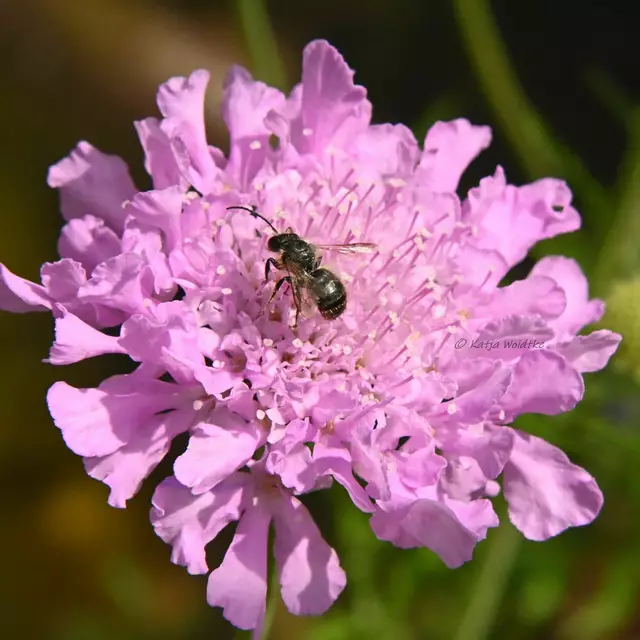 Garten im Jahreslauf (Foto: Katja Woidtke)

Mähfreier Mai und Wildbienenglück | Foto: Katja Woidtke