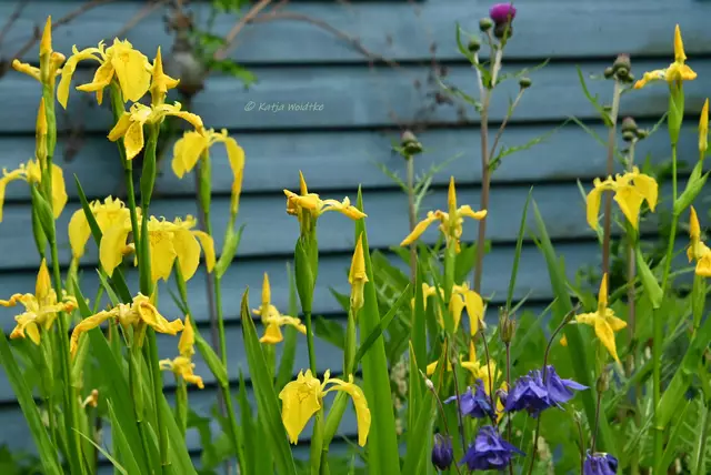 Garten im Jahreslauf (Foto: Katja Woidtke)

Mähfreier Mai und Wildbienenglück | Foto: Katja Woidtke