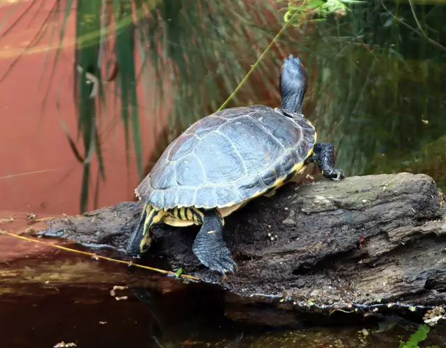 Buchstaben-Schmuckschildkröte
liebt ruhiges Gewässer