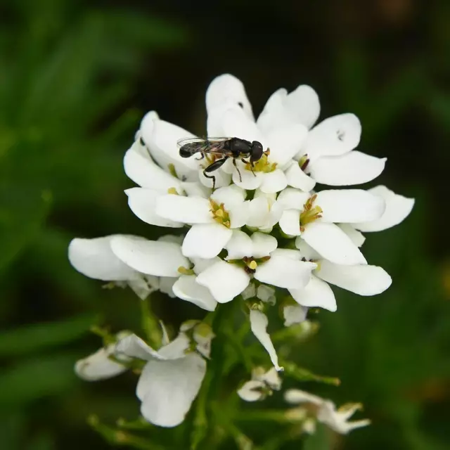 Garten im Jahreslauf (Foto: Katja Woidtke)

Mähfreier Mai und Wildbienenglück - Schleifenblume | Foto: Katja Woidtke