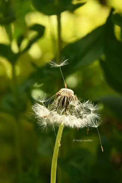 Garten im Jahreslauf (Foto: Katja Woidtke)

Mähfreier Mai und Wildbienenglück - Pusteblume | Foto: Katja Woidtke